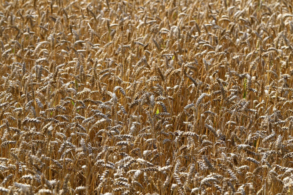 Топ-7 самых урожайных зерновых культур для украинских фермеров