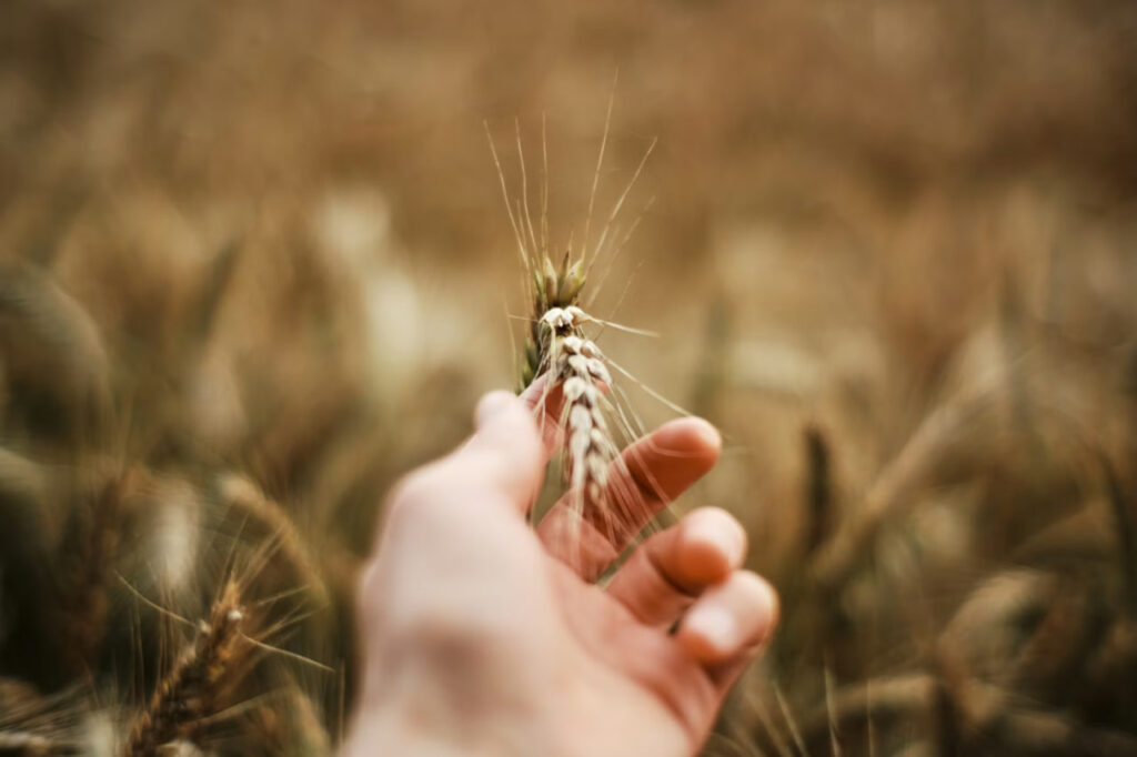 Зерновые культуры в борьбе с изменением климата: какие виды устойчивы к засухе 