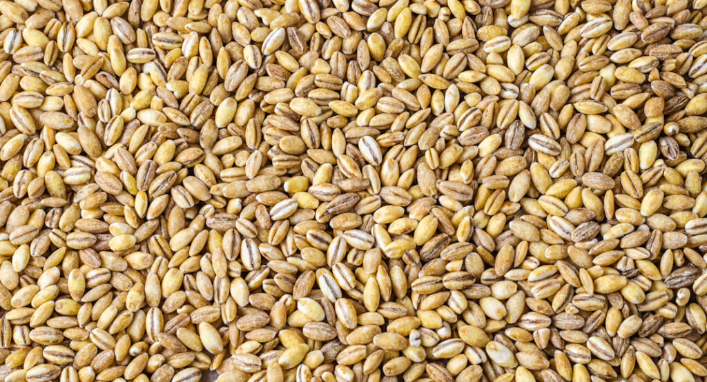 Будущее аграрного бизнеса: генетически улучшенные сорта зерновых – мифы и реальность