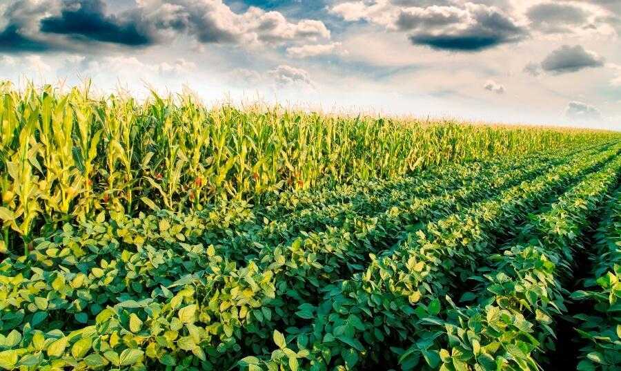 Как правильно сочетать зерновые в севообороте для восстановления почвы — практические схемы для фермеров