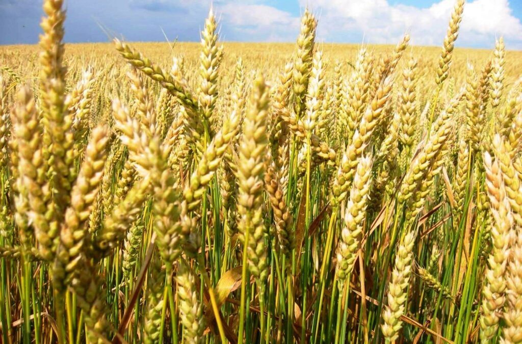 Как правильно сочетать зерновые в севообороте для восстановления почвы — практические схемы для фермеров